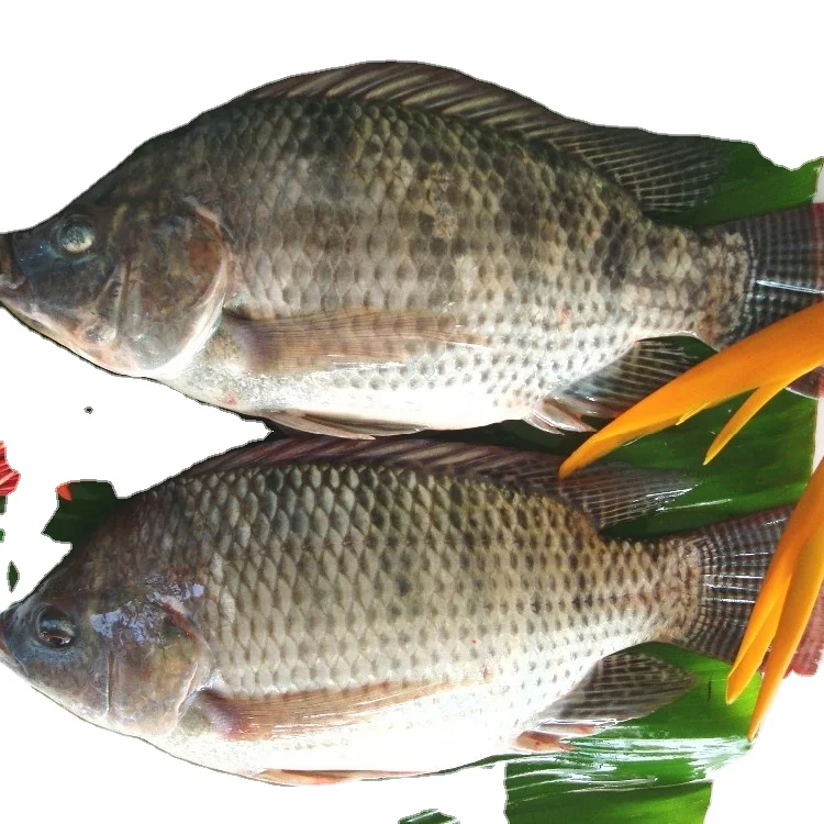 Attractive Tilapia Whole round Fish High Quality and Good Price
