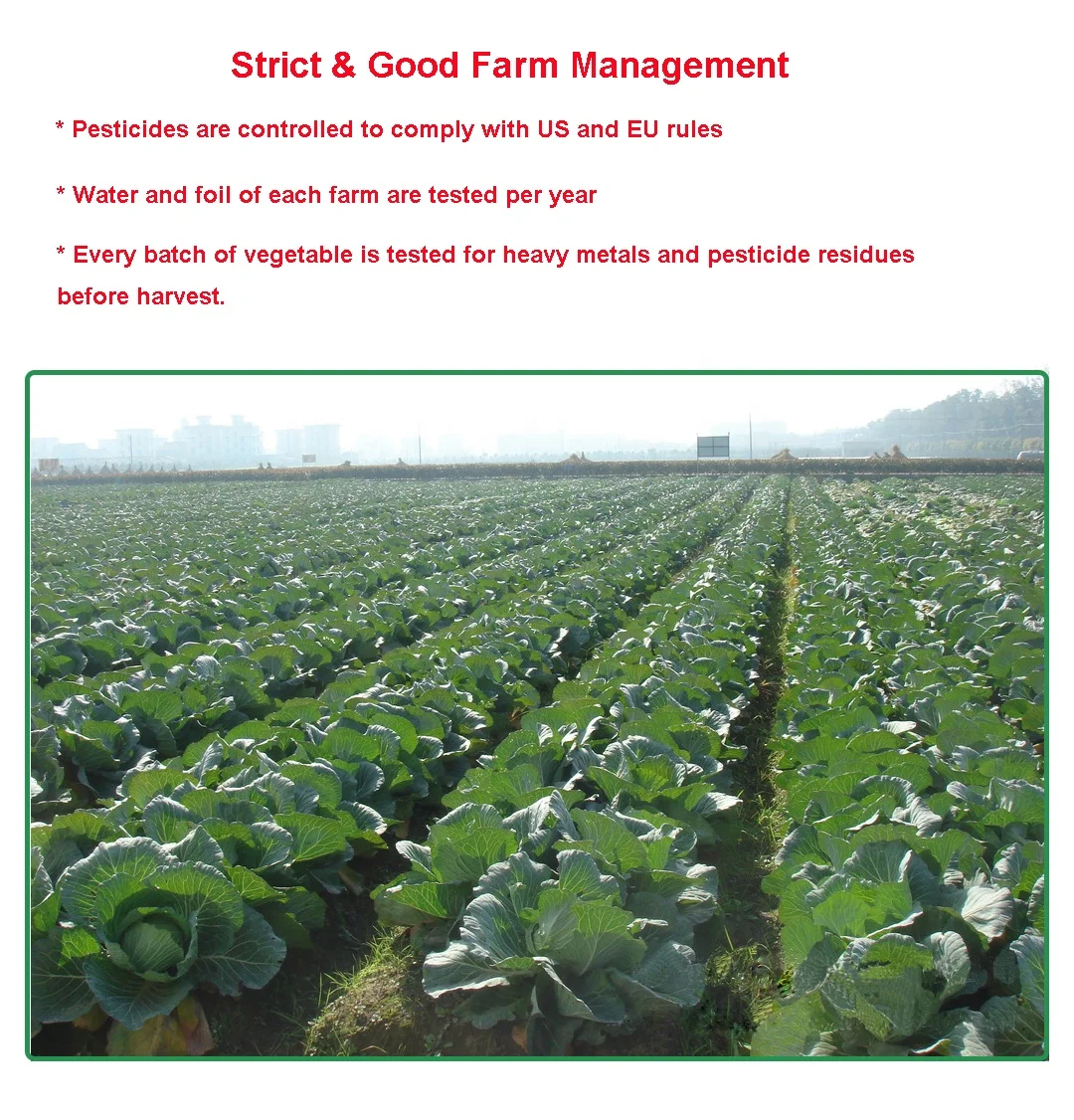 Import China dry products wholesale dehydrated vegetables air dried cabbage granules for human use