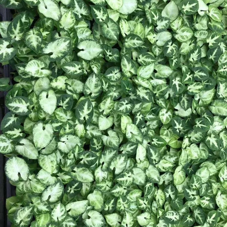 Тканевая культура саженцы растения саженцы зеленый эльф и фрукты Таро