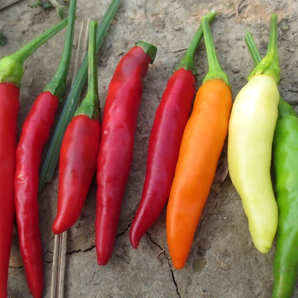 HACCP HALAL certificate shredded red pepper chili thread