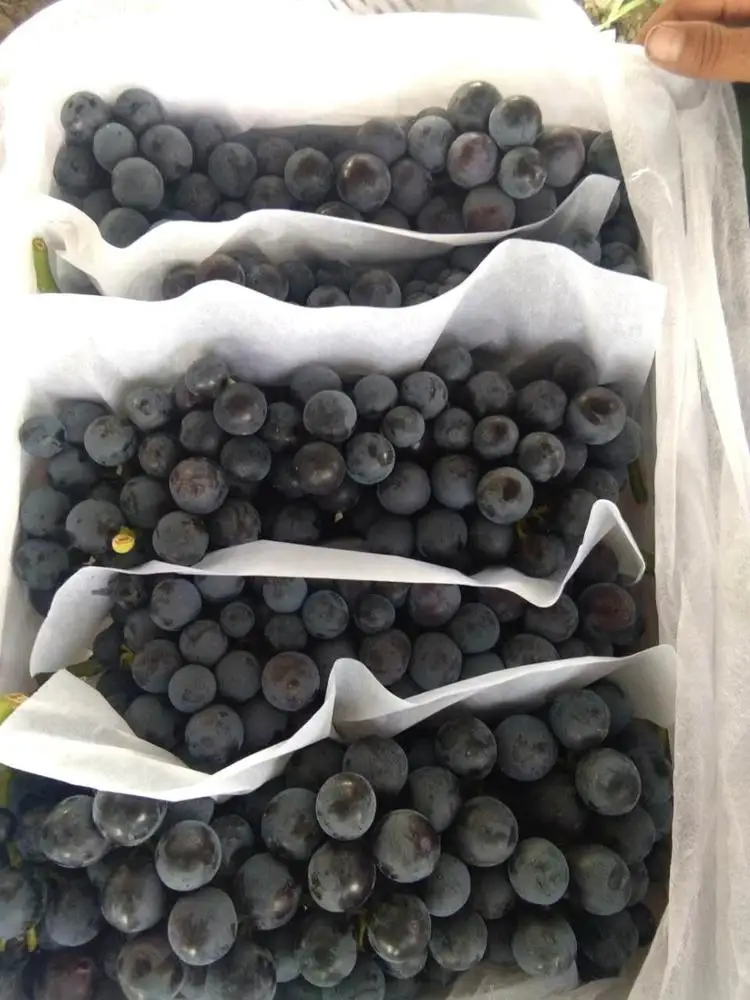 Black grape seedless Summer Royal