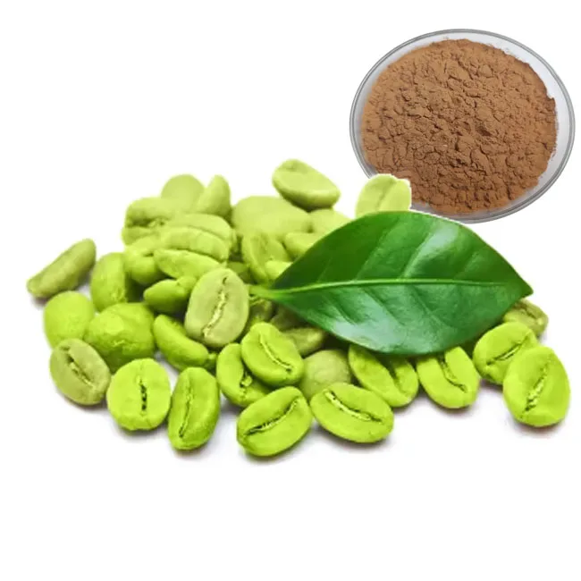FOCUS Provide Competitive Price Green Coffee Bean Extract