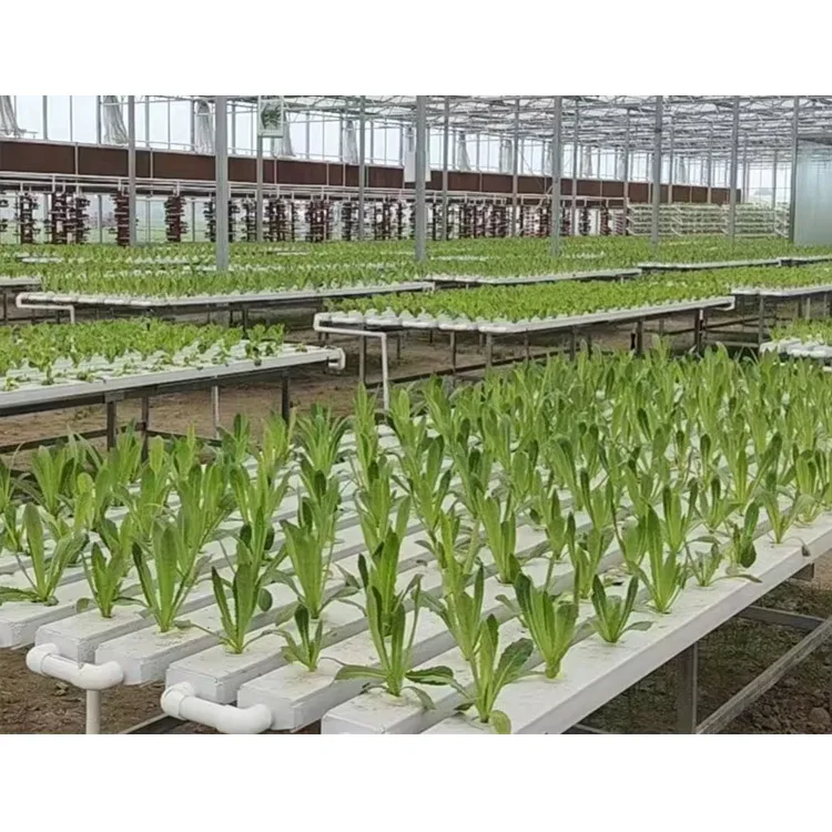 Quality Assurance NFT Gully Hydroponic Pvc Channel Hydroponic Growing Systems For Farm Cultivation Hydroponic Nft Channel