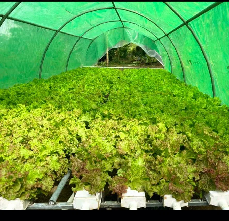 Hydroponics Systems Vertical Grow Nft Channel Growing System Hydroponics System Kit