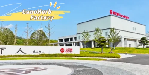 Organic Mushroom Extract Powder Reishi Mushroom Extract Lingzhi Extract Powder With Organic Certificates