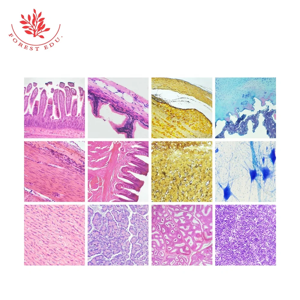 Teaching Resources Glass Slides High Quality Cover Glass Human Skin Sec Through Hair Slides Human Histology Slides