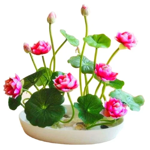 Lotus Flower Seeds Plant Bonsai Water Lily Seeds