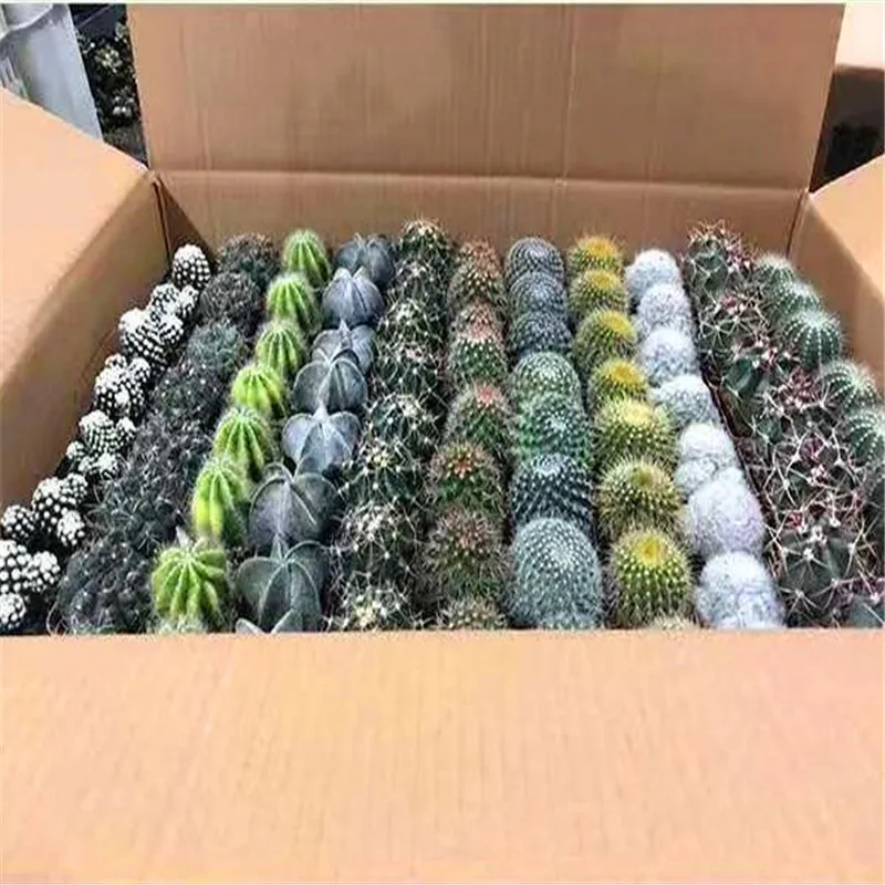 
Mini cactus mixed with 88 different random 4-5 cm cactus plants for sale Natural plants 