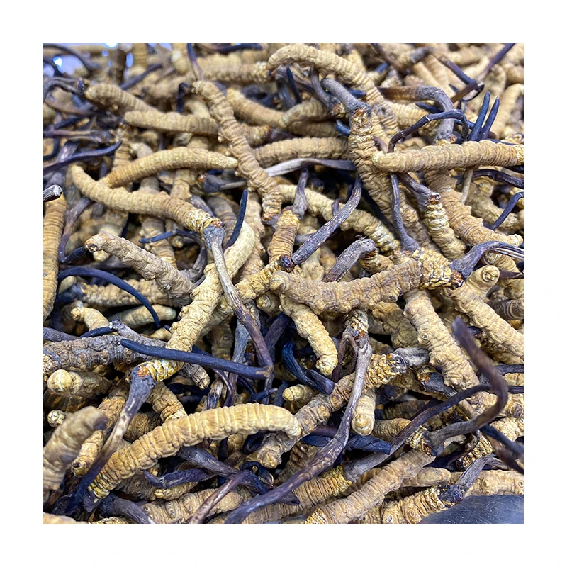 Cordyceps sinensis whole dry without broken grass Tibet Nagqu Cordyceps sinensis