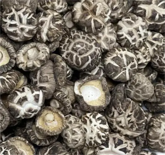 Factory Direct Customized Sizes Whole Raw Processed Dried Shiitake Flower Mushroom for Plant Eating Direct from the Source