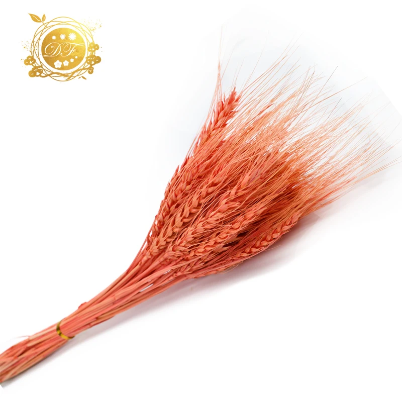 Hot sale supplier  natural wheat real dried wheat  flower  for DIY bouquet