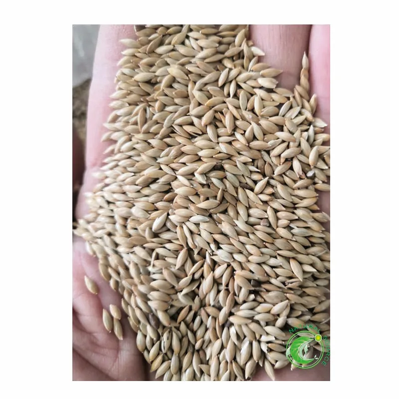 Pure Natural Canary Seeds For Birds Food