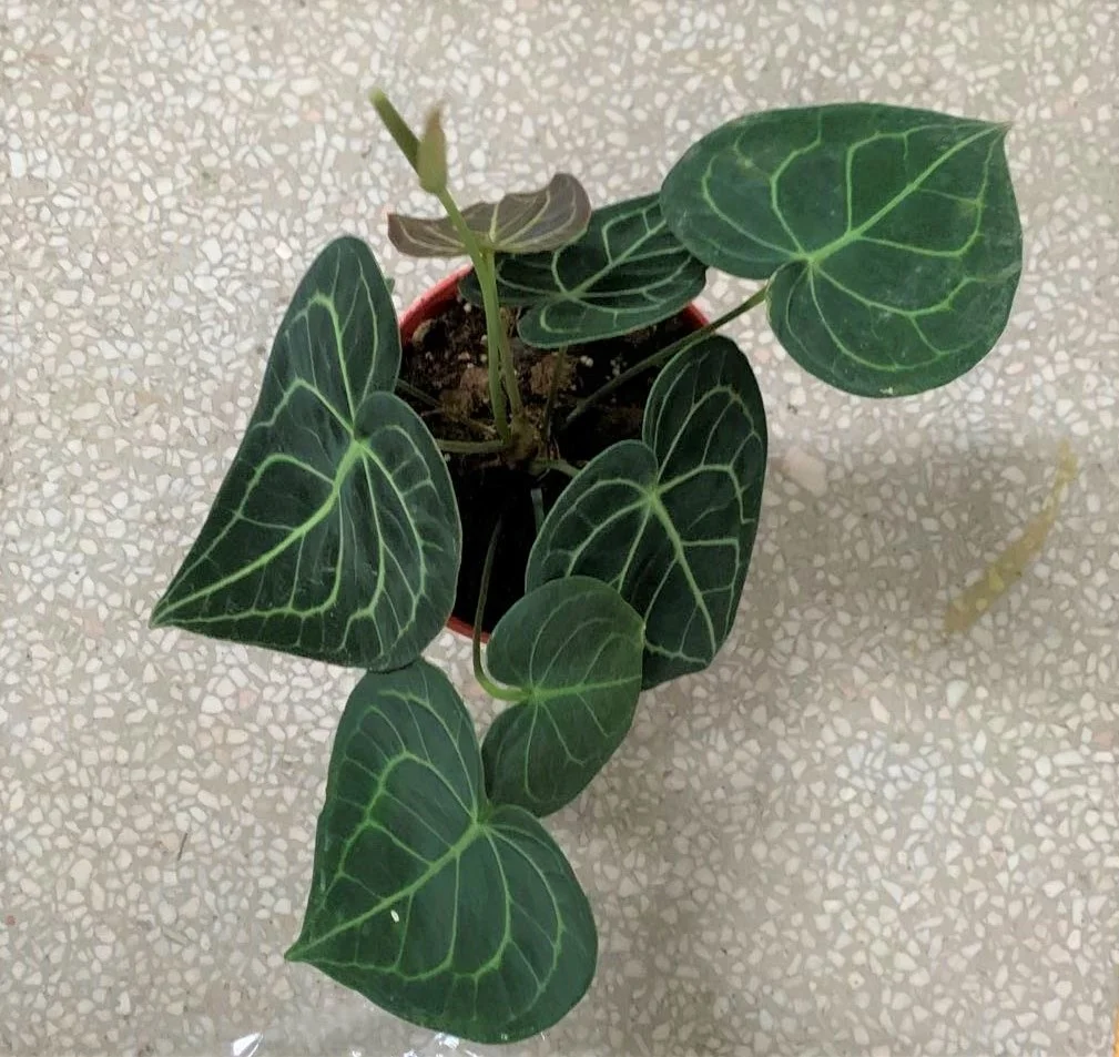  Оптовая продажа philodendron натуральный план антуриум кристаллическая липа и живые растения для
