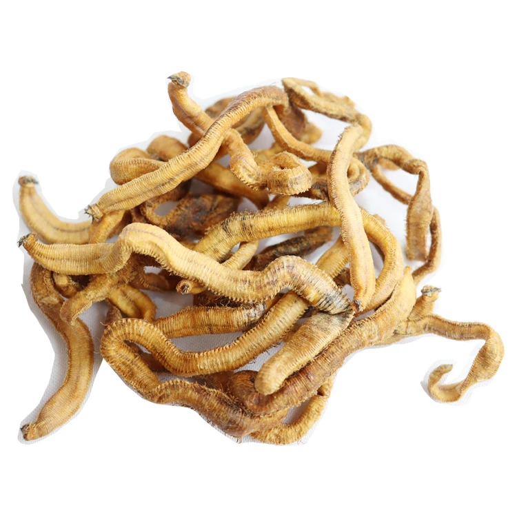 AlotFish hot sell Live Bait freeze-dry blood worm real fishing bait fat lure for sea fishing Soft worm bait