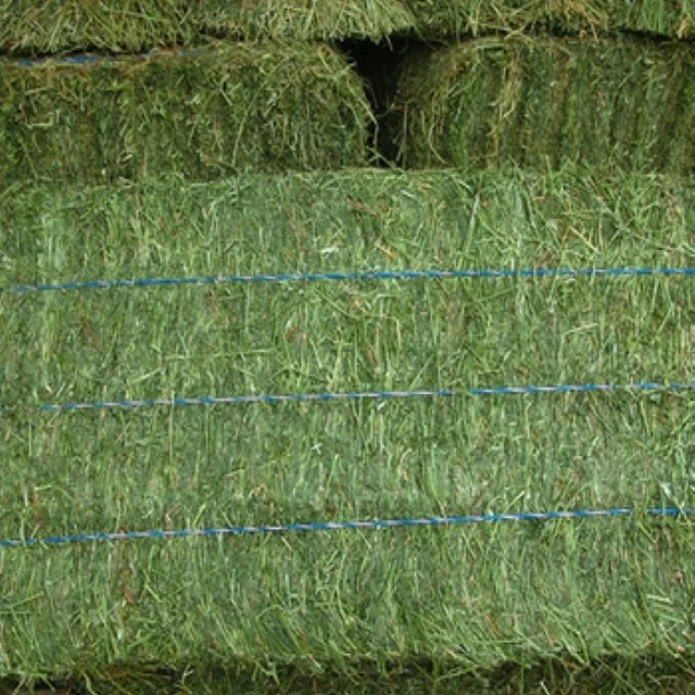 Top Quality Rhodes Grass hay bales From Pakistan