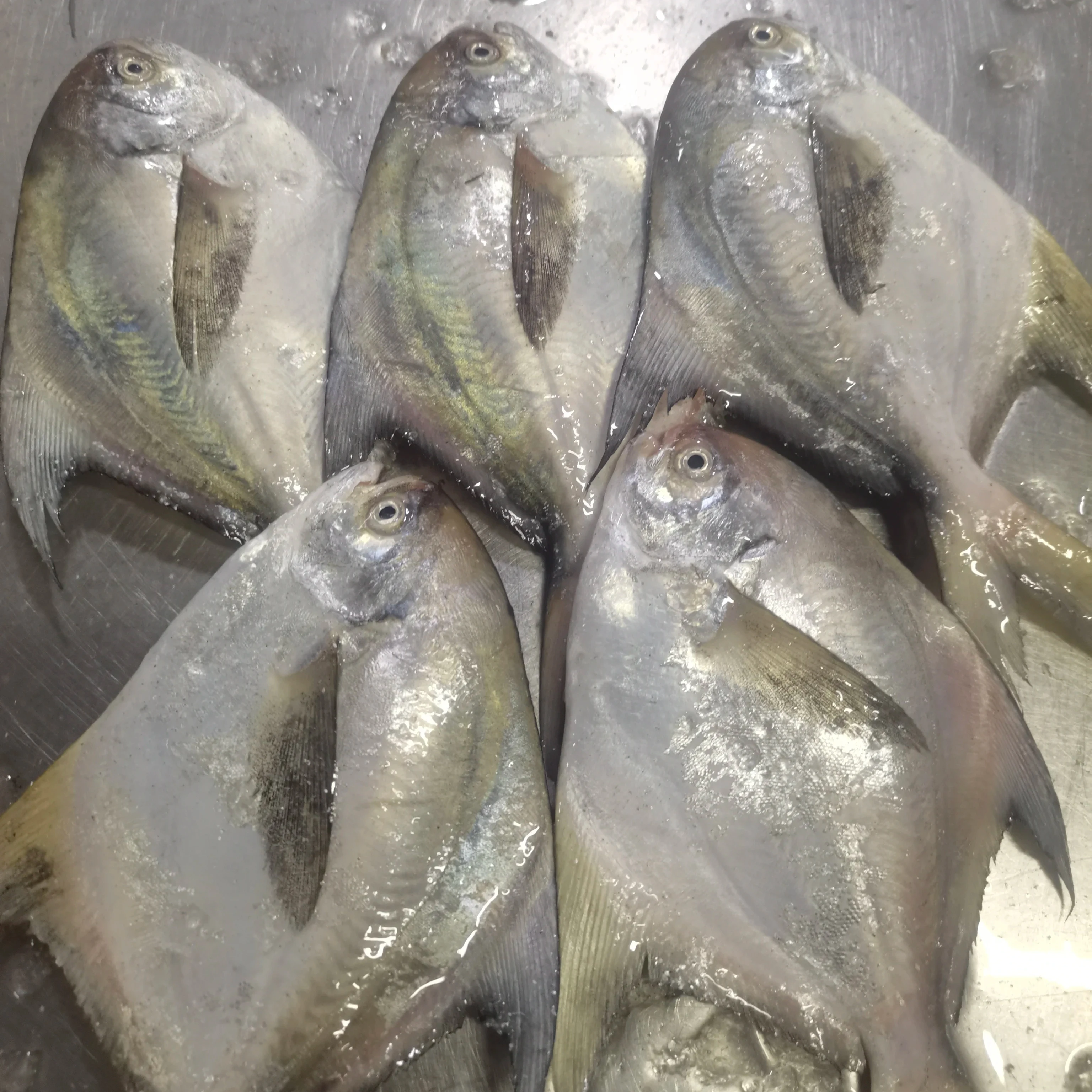 Whole Round Silver Pompano IQF Frozen Pomfret Fish
