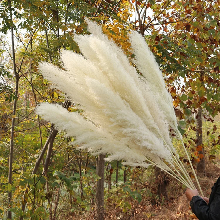 V2024 Hot Selling Big Size Natural Pampas Grass  Dry Pampas Grass For Wedding Decoration