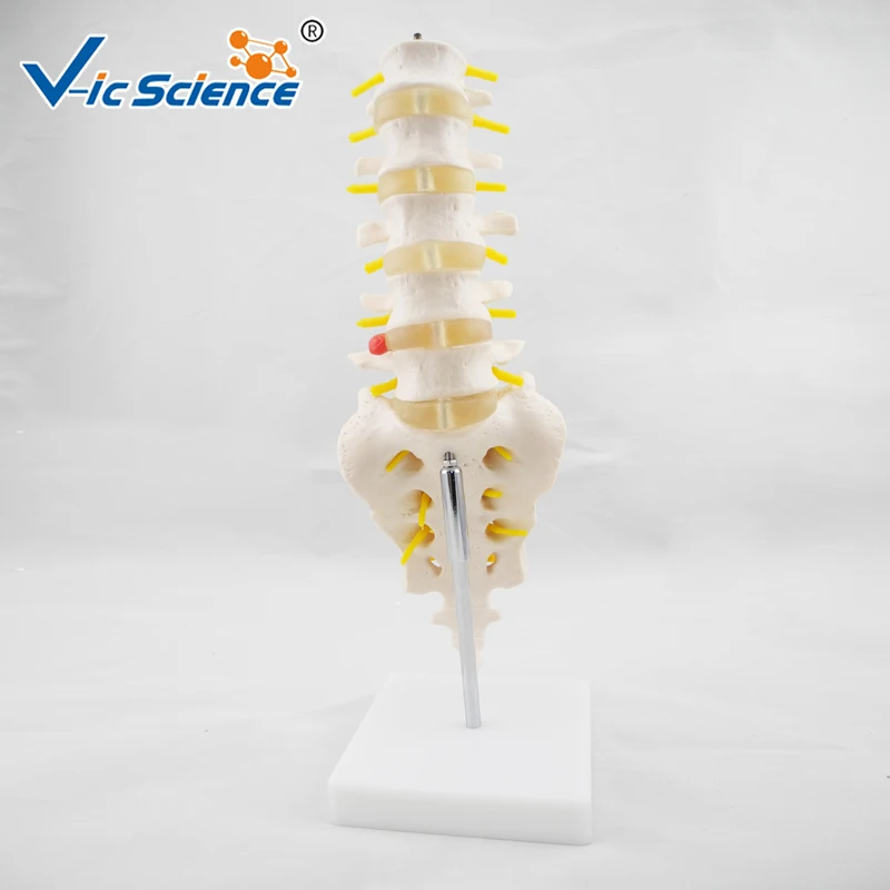 Life Size Lumbar Vertebrae Model with Sacrum Skeleton Model Anatomy Human Skeleton Model