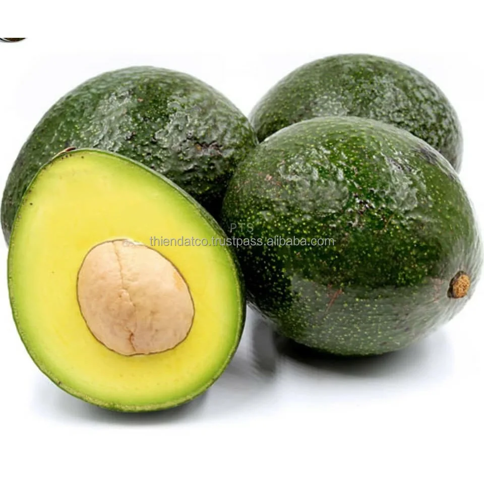 
HIGH QUALITY BOOTH ROUND AVOCADO VIETNAM 