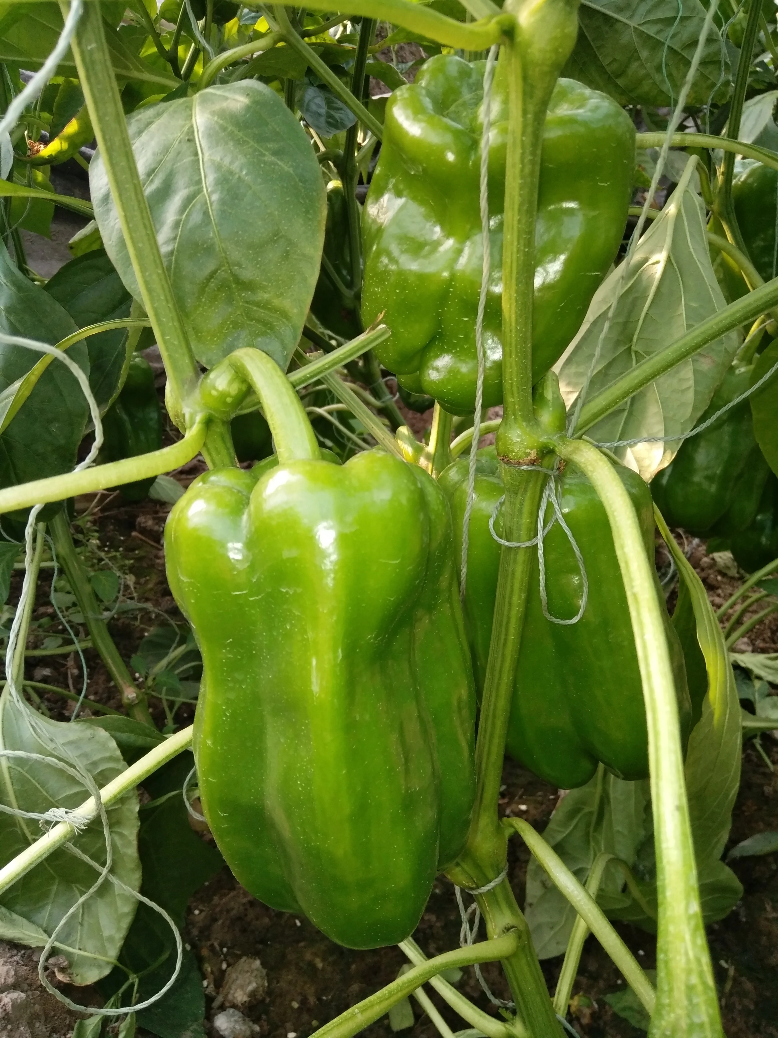 
Long sweet pepper seeds Blanche F1 for sale 
