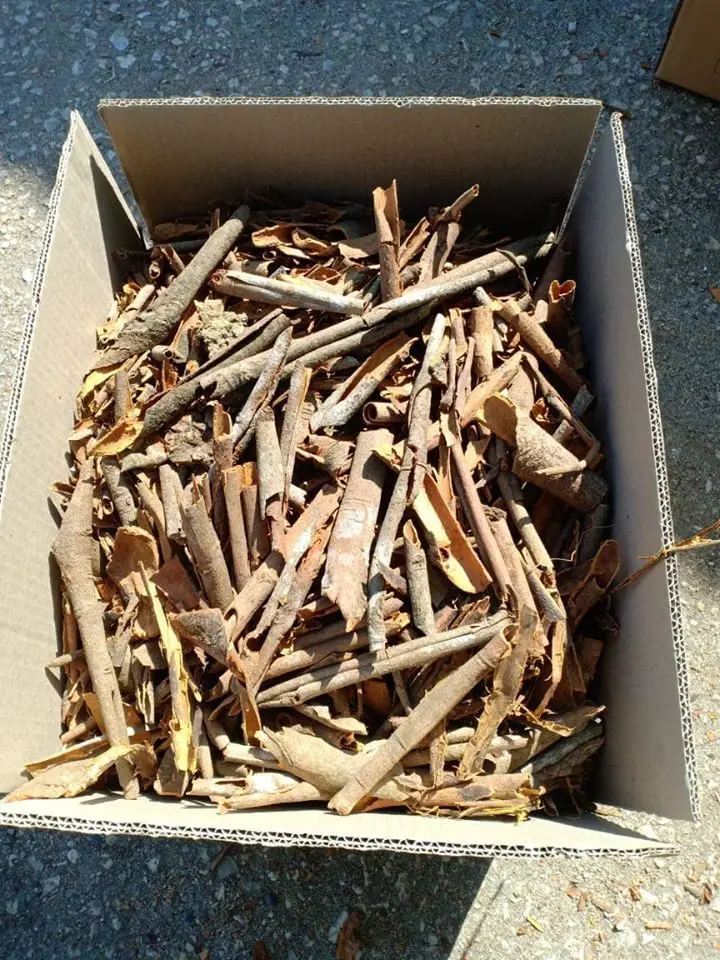 VIETNAM BROKEN CASSIA OIL 2%  HIGH QUALITY Whatsapp:0084949556368