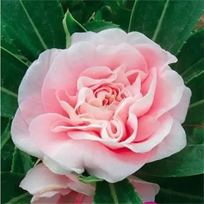 Горячая Распродажа, красивое садовое растение, розовые цветочные семена горячего бальзама