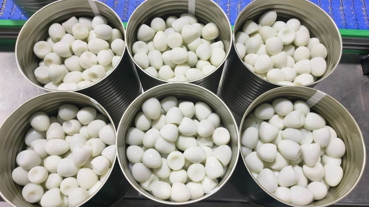 High quality canned boiled quail eggs from Chinese canned food factory