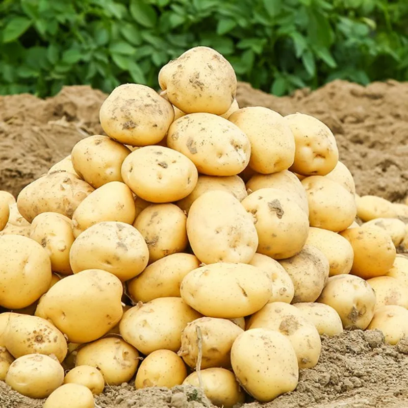 Chinese fresh 25kg bag potatoes wholesale price