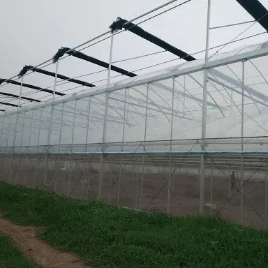 Economic Tunnel Plastic Greenhouse for Vegetable Greenhouse Tube GI pipe