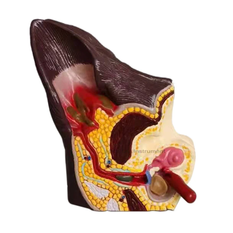 medical science plastic teaching and studying canine ear anatomical model