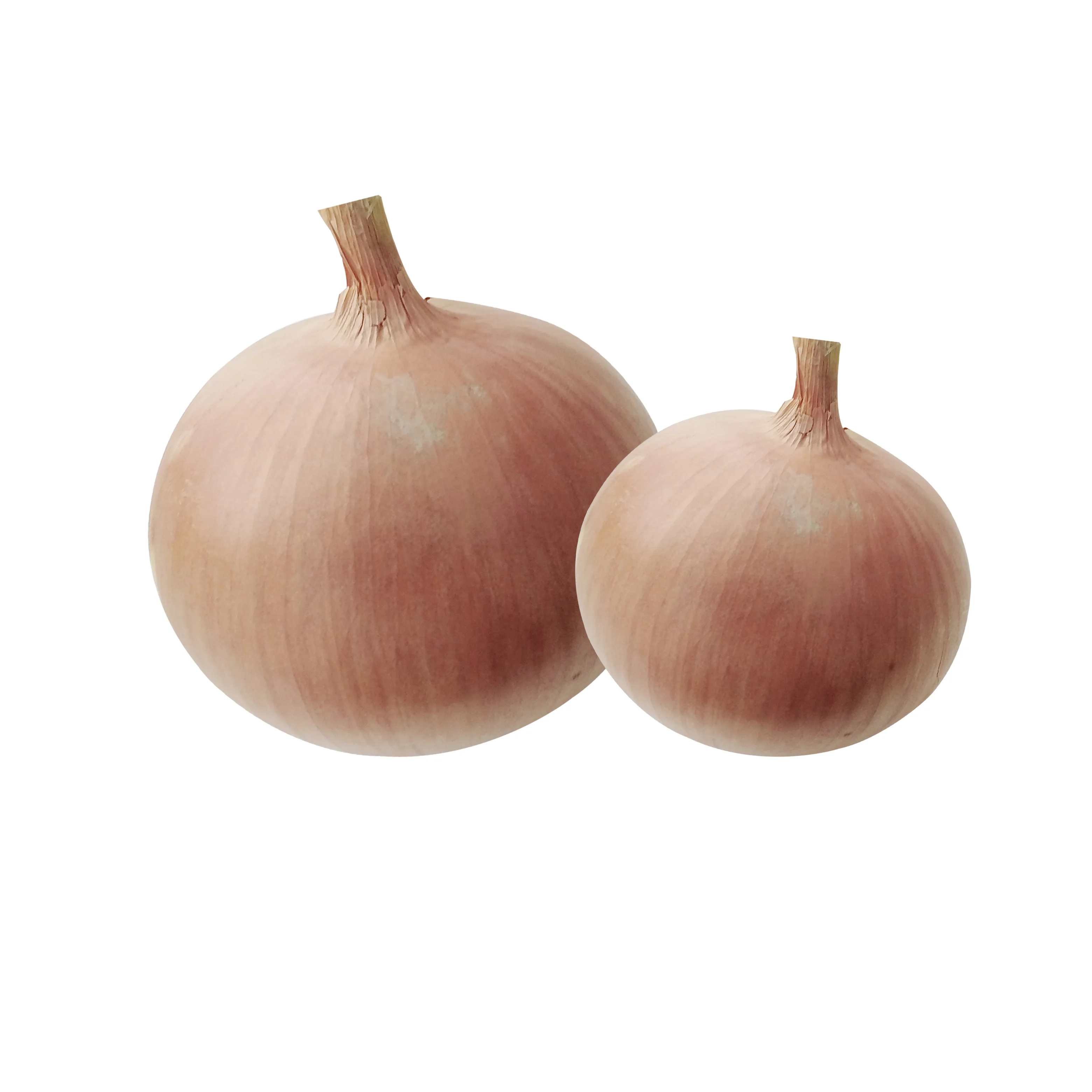 Ферма самостоятельно производит и экспортирует желтый лук