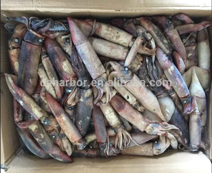 Good taste squid frozen giant squid black squid