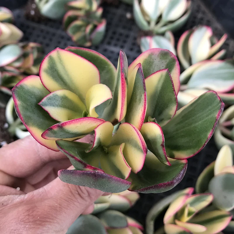 
Live Succulent Plants Echeveria Black Mamba Natural Indoor Ornamental Plant for Nursery Wholesale 