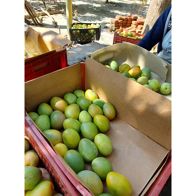 Premium Quality Fresh Fruit Colombian Mango Fresh Exotic Fruits Sugar Baby Mango