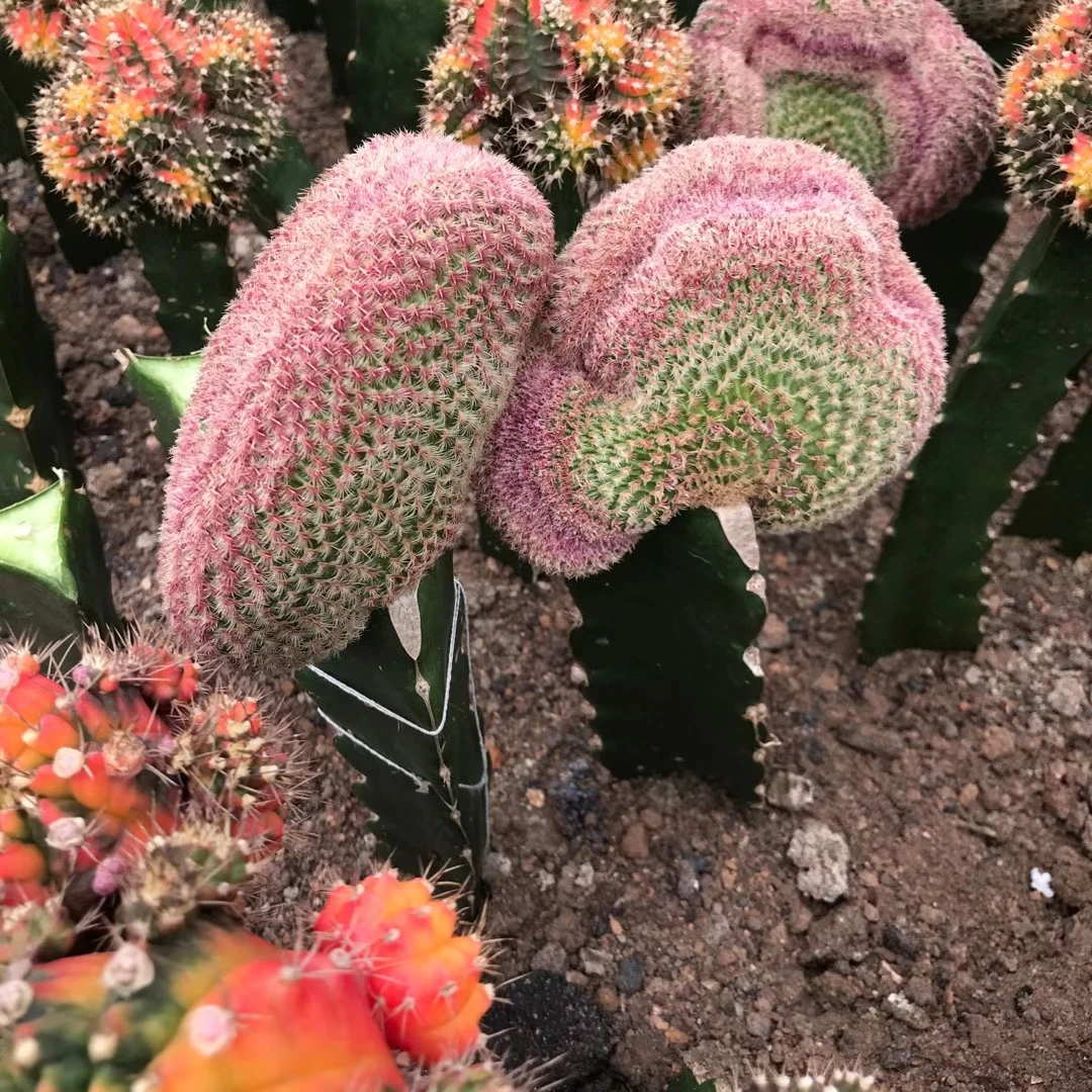 Wholesale Cactus Nature Cacti Live Cactus Succulent woody Plants indoor plant rainbow cactus