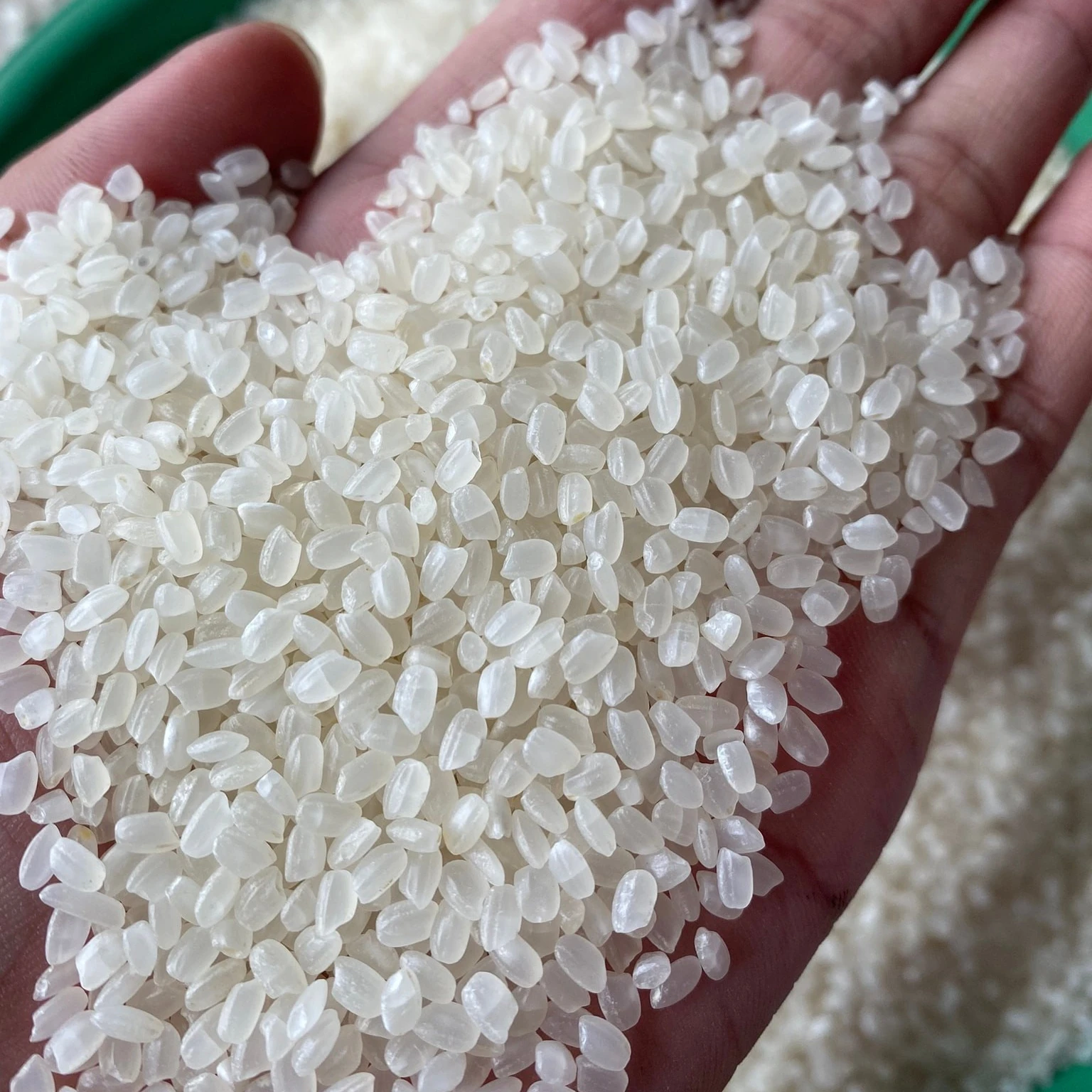 Japonica Rice Arroz японский рис для суши с 3% ломаной калроузой логотип покупателя белый рис для суши-WhatsApp 0084 989 322 607