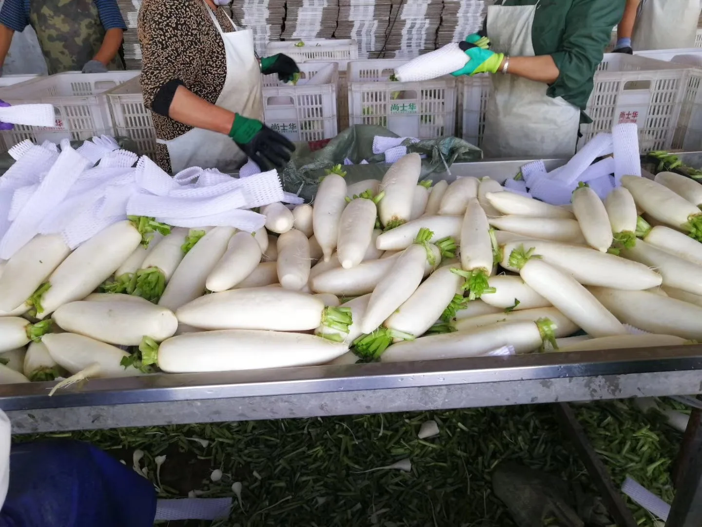 2023 новый сезон китайских свежих овощей свежий зеленый и белый редис на экспорт свежие красные семена редьки цена за тонну Китай