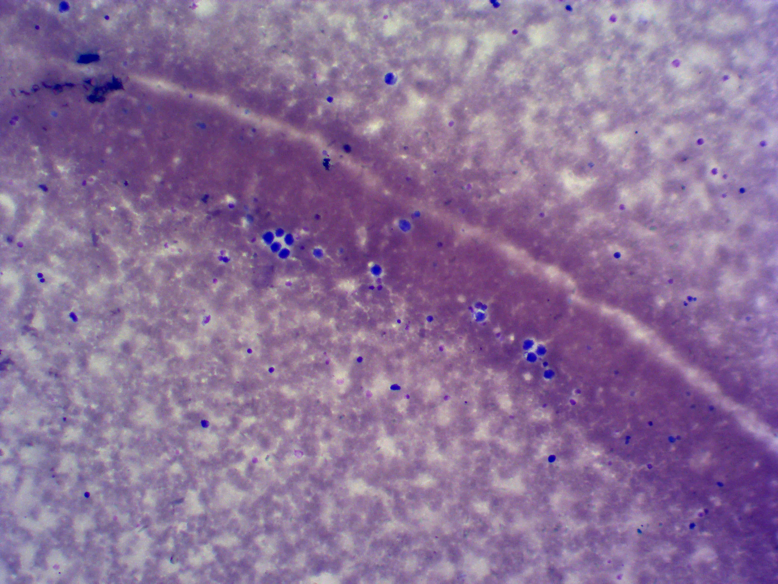 Medical Research Higher Education Biology Teaching Microscope slides Microbiology  mixed slides 50 pieces