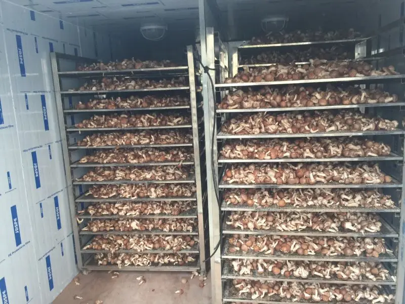 Professional industrial vegetable dehydrator mushroom heat pump drying room