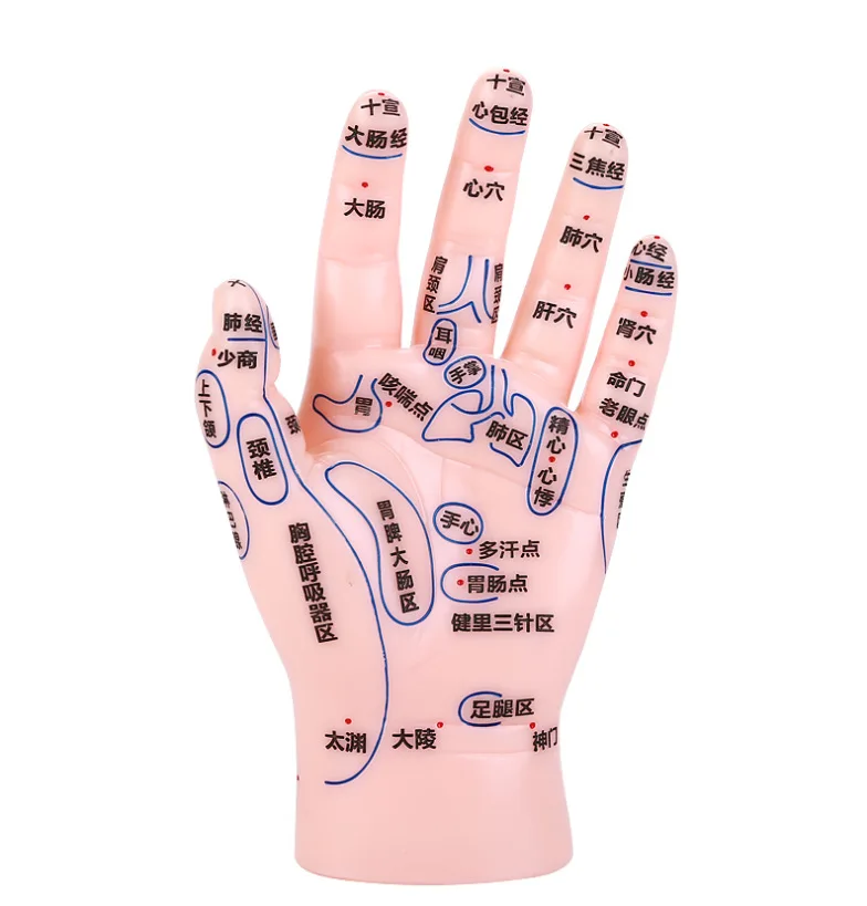 Human Ear hand and foot Acupuncture Anatomical Model For Acupuncture Teaching Use