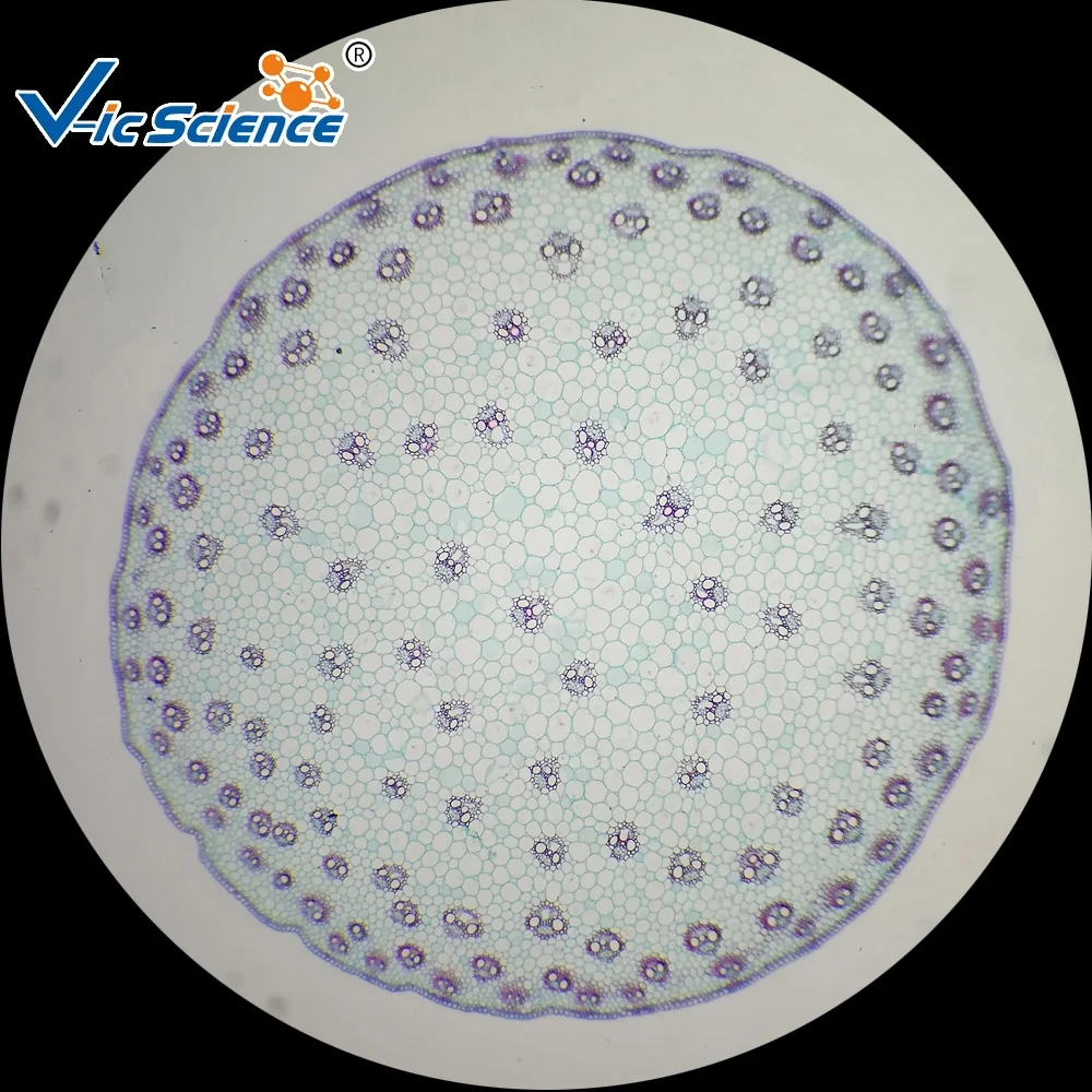 
Student Rice leaf cutting glass microscope prepared slides 