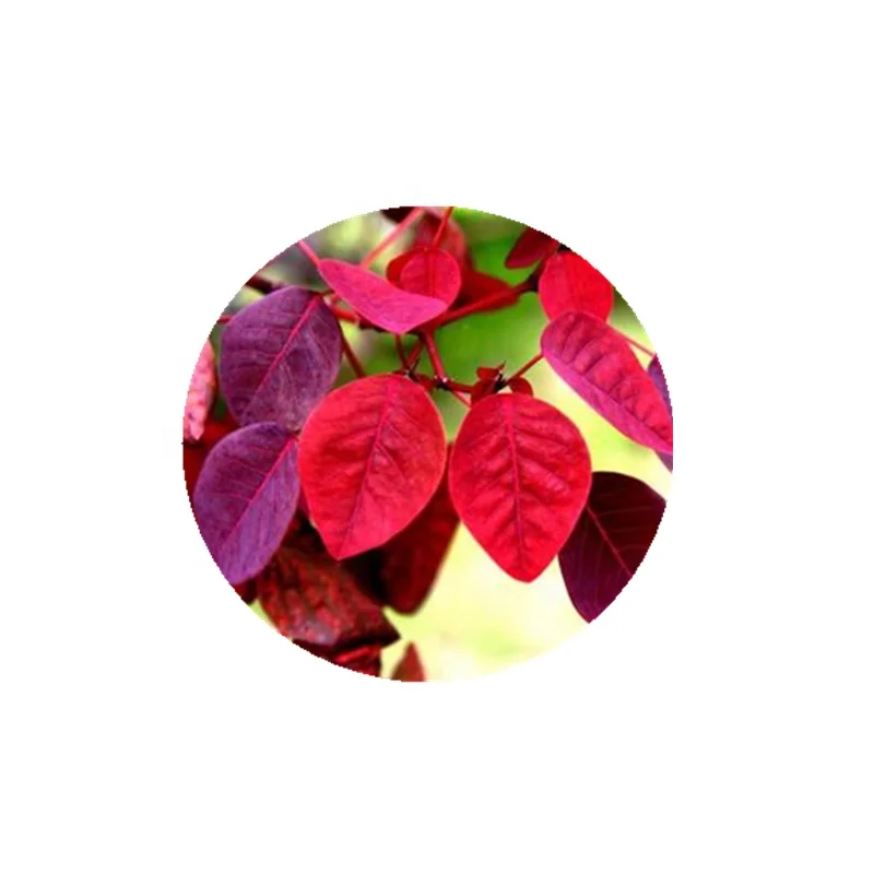 
High quality natural smoke tree extract 98% fisetin powder 