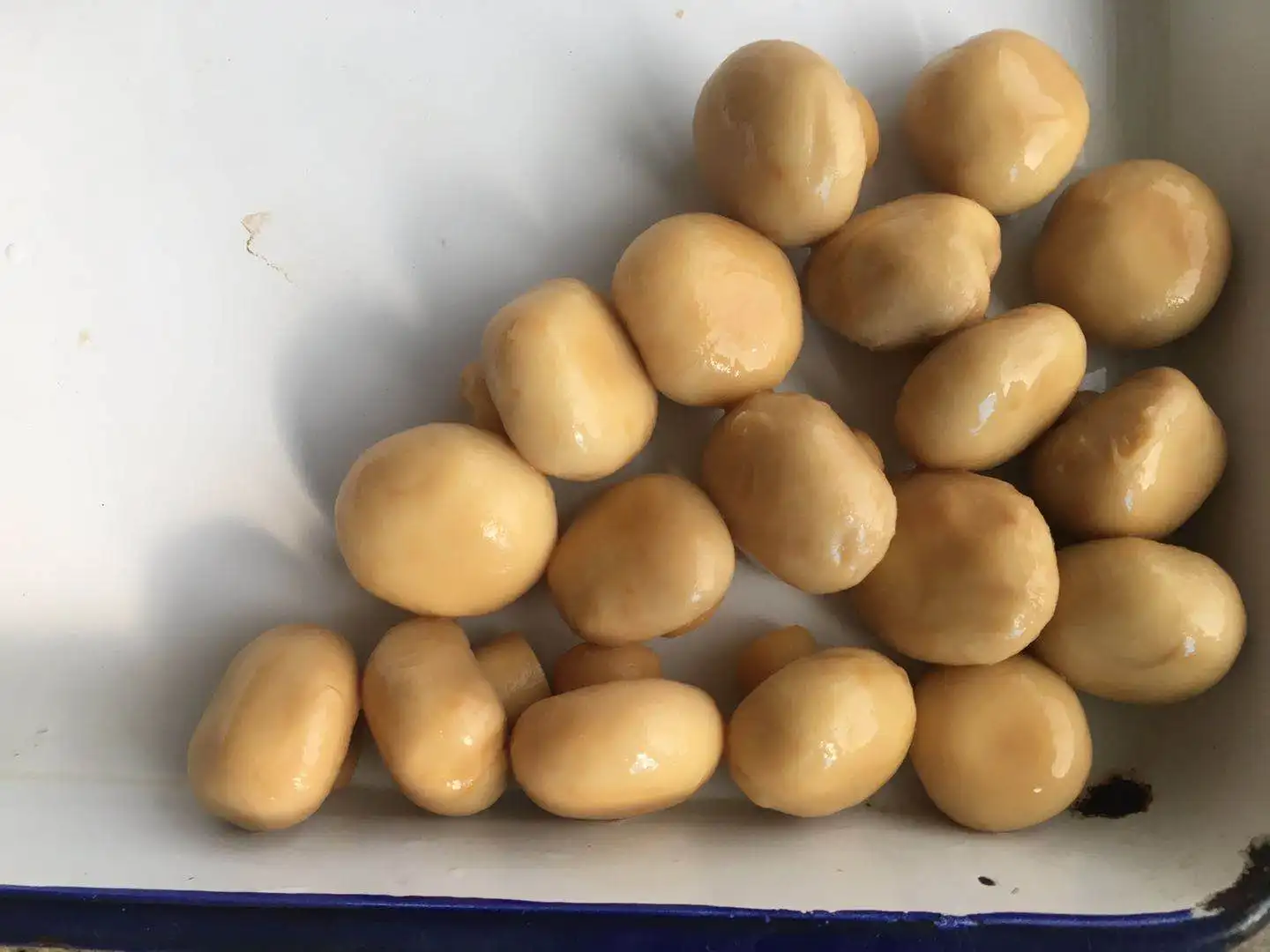 
Canned champignon mushroom whole in brine 425G history export to Southeast Asia 