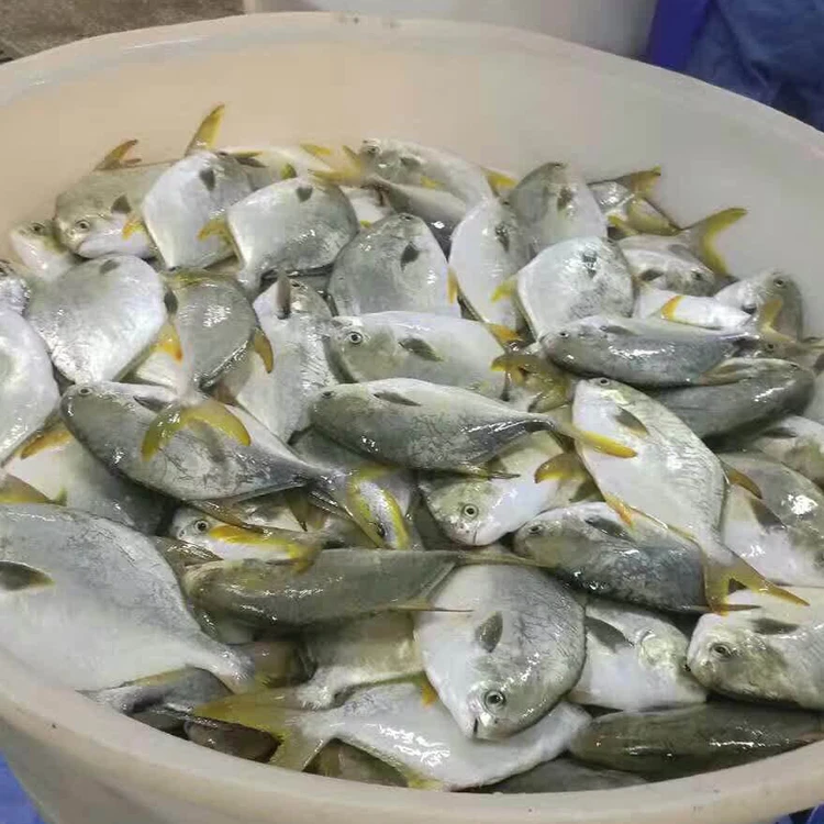 Замороженный Золотой помлад (Trachinotus blochii) помпано рынок Канады