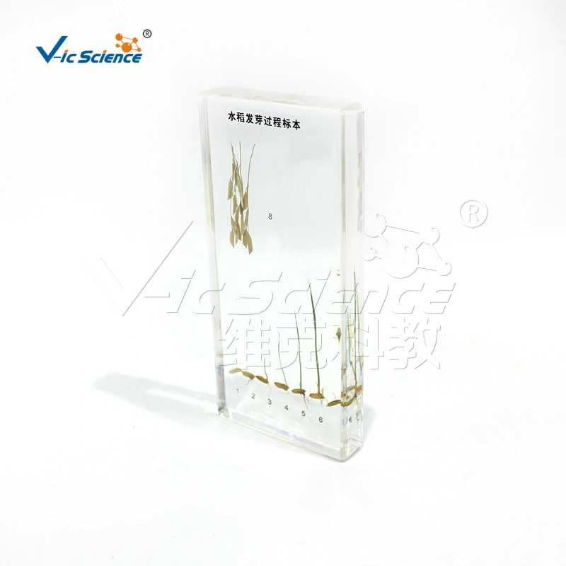 Образец процесса прорастания