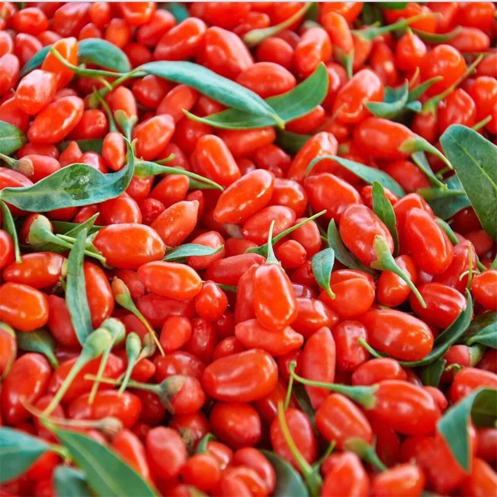 Chinese dried medlar fruit  goji berry best price medlar tea dried wolfberry extract