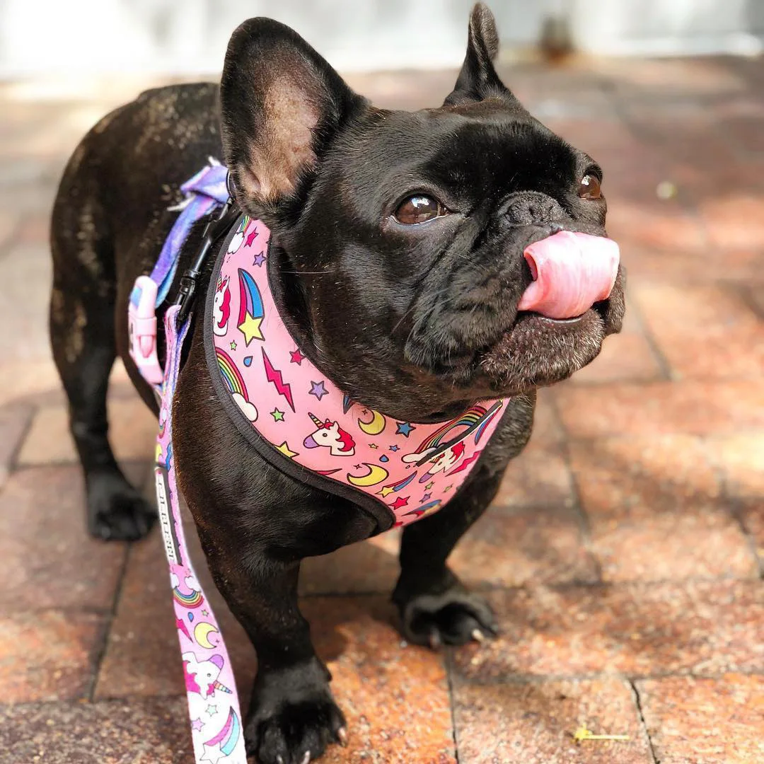 
Ins Hot Sale Dog Harness Personalised Breathable Mesh Traction Rope Dog Harness No Pull Set 