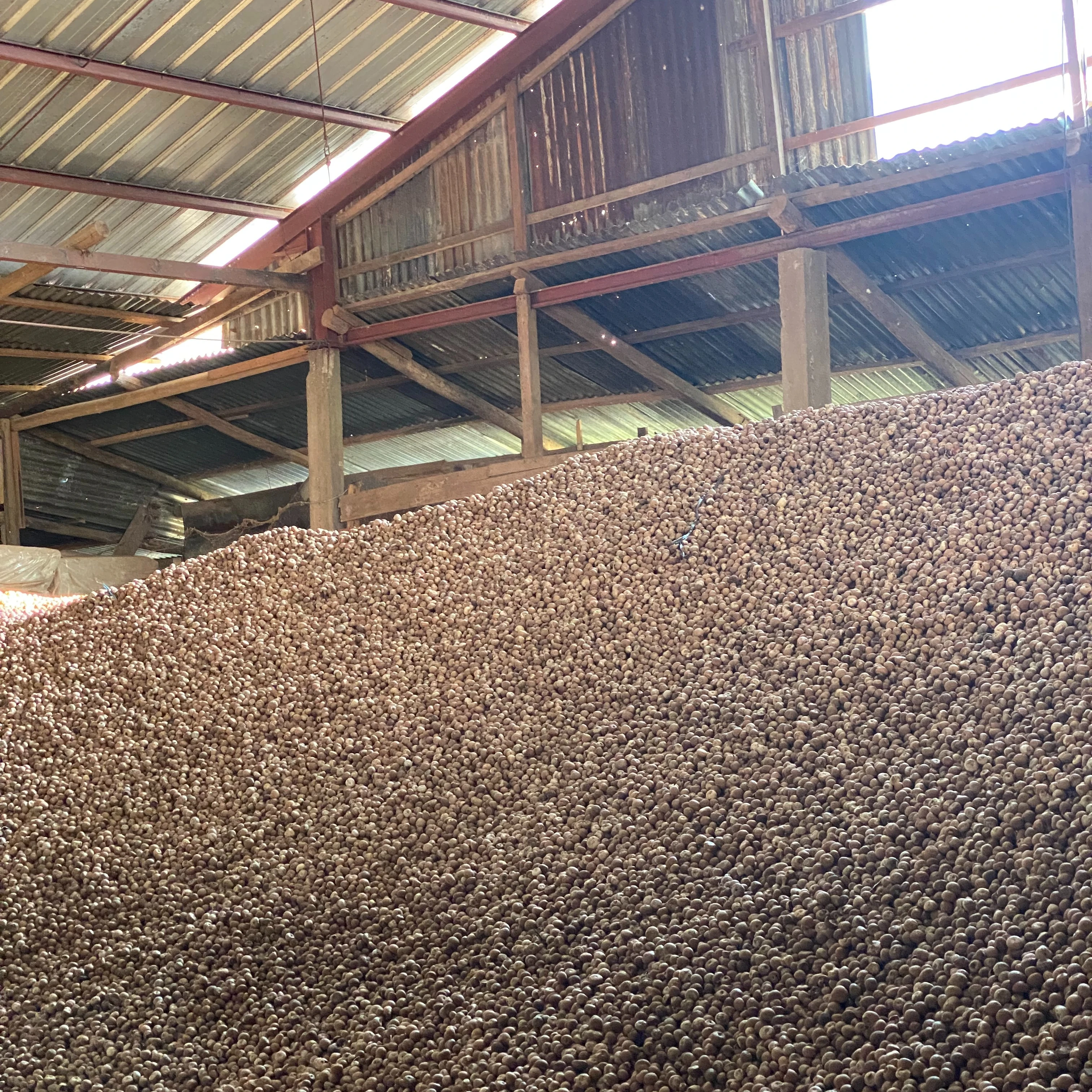 Орех арекса богатый питательными