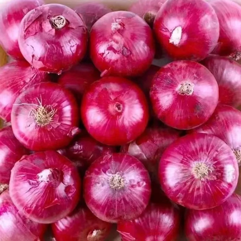 China from onion exporter fresh onion factory export price new crop red onion