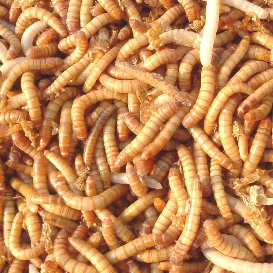 Dried Mealworms High Protein Customised Birds Food for Fishes Reptiles in Bags 100g Factory Directly Supply